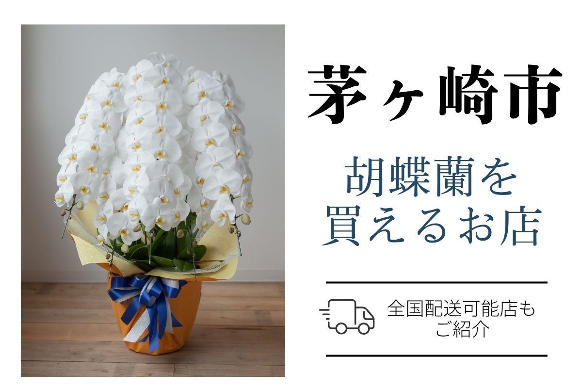 【茅ヶ崎市】胡蝶蘭おすすめショップ｜高品質・安値で翌日配送ネット通販＆店舗比較