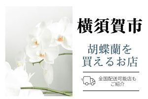 【横須賀市】胡蝶蘭が購入できるお店｜開店祝い・翌日配送にも対応