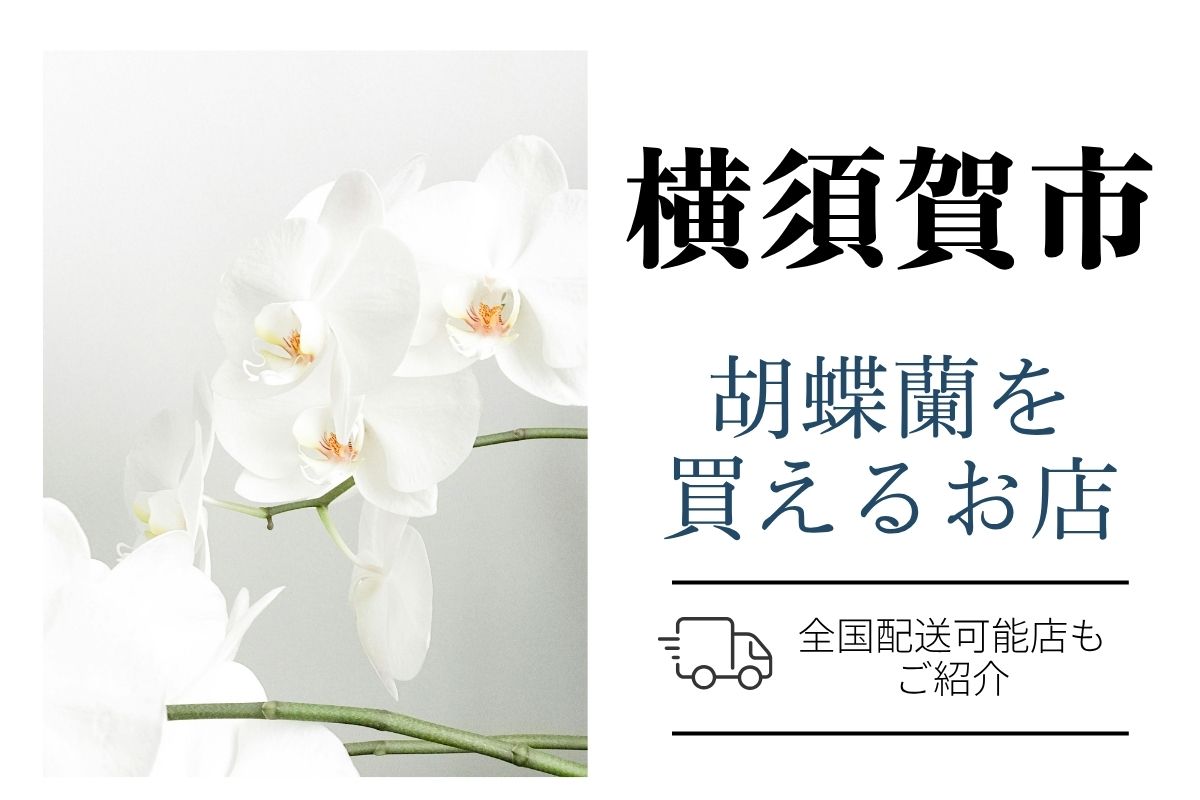 【横須賀市】胡蝶蘭が購入できるお店|開店祝い・翌日配送にも対応