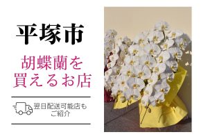 【平塚市】胡蝶蘭が購入できるお店｜開店祝い・翌日配送にも対応
