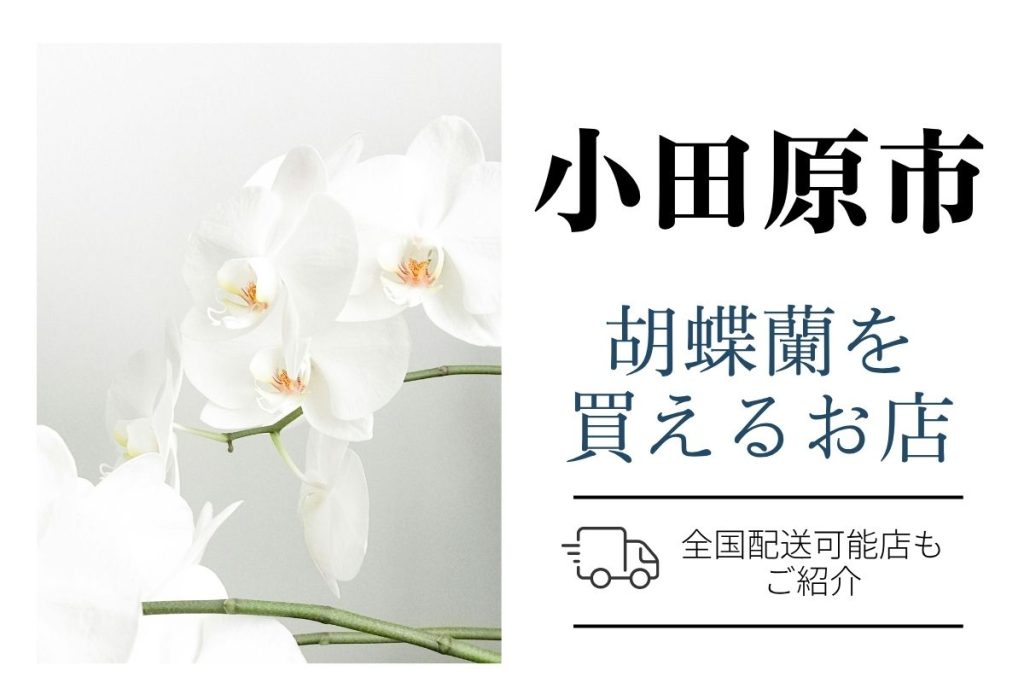 【小田原市】胡蝶蘭のおすすめショップ｜価格相場や定番マナーも解説