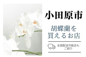【小田原市】胡蝶蘭のおすすめショップ｜価格相場や定番マナーも解説