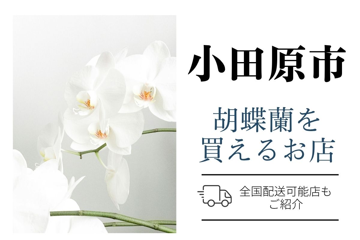 【小田原市】胡蝶蘭のおすすめショップ｜価格相場や定番マナーも解説