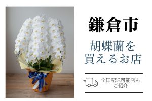 鎌倉市の胡蝶蘭選び｜高品質・安値で翌日配送ネット通販＆店舗比較