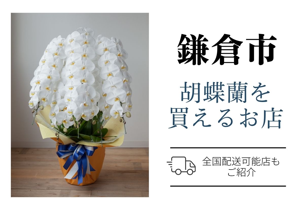 鎌倉市の胡蝶蘭選び｜高品質・安値で翌日配送ネット通販＆店舗比較