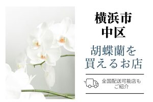 【横浜市中区】胡蝶蘭が購入できるお店｜開店祝い・翌日配送にも対応