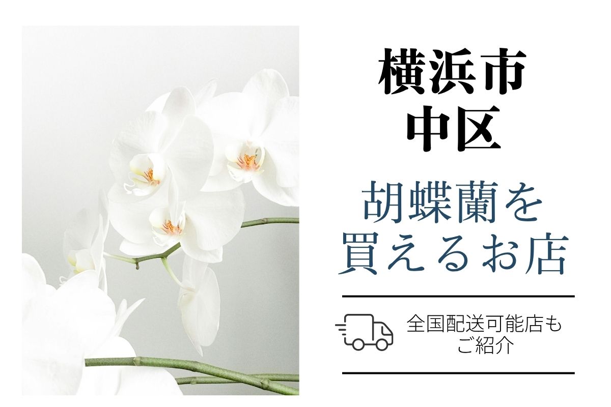 【横浜市中区】胡蝶蘭が購入できるお店｜開店祝い・翌日配送にも対応