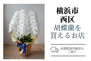 横浜市西区の胡蝶蘭選び｜高品質・安値で翌日配送ネット通販＆店舗比較