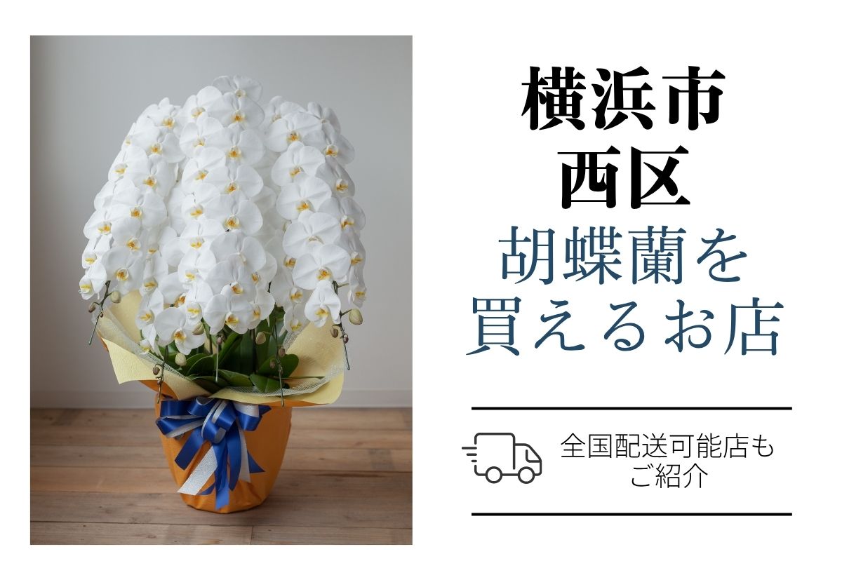 横浜市西区の胡蝶蘭選び｜高品質・安値で翌日配送ネット通販＆店舗比較