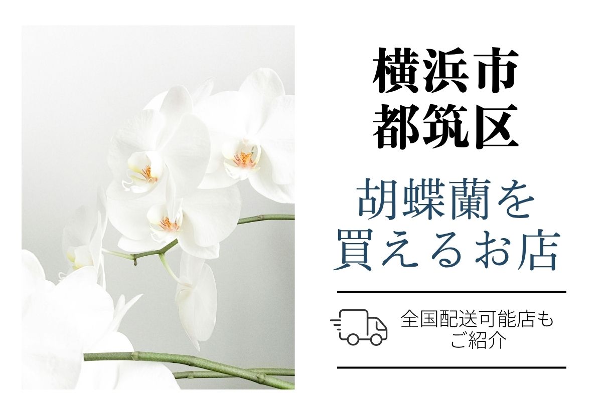 【横浜市都筑区】胡蝶蘭が買えるネットショップ＆地域のお花屋さん｜開店祝い・翌日配送にも対応