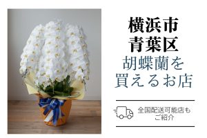 【横浜市青葉区】胡蝶蘭のおすすめショップ｜価格相場や定番マナーも解説