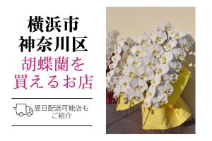【横浜市神奈川区】胡蝶蘭のおすすめショップ｜価格相場や定番マナーも解説