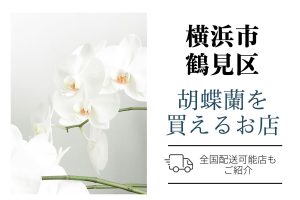 【横浜市鶴見区】胡蝶蘭のおすすめショップ｜価格相場や定番マナーも解説